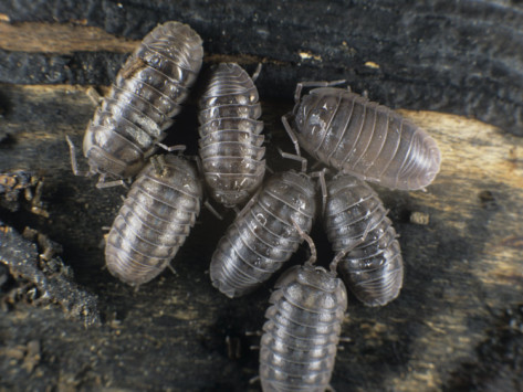 bill-beatty-pill-bugs-or-sow-bugs-armadillidium-vulgare-common ...