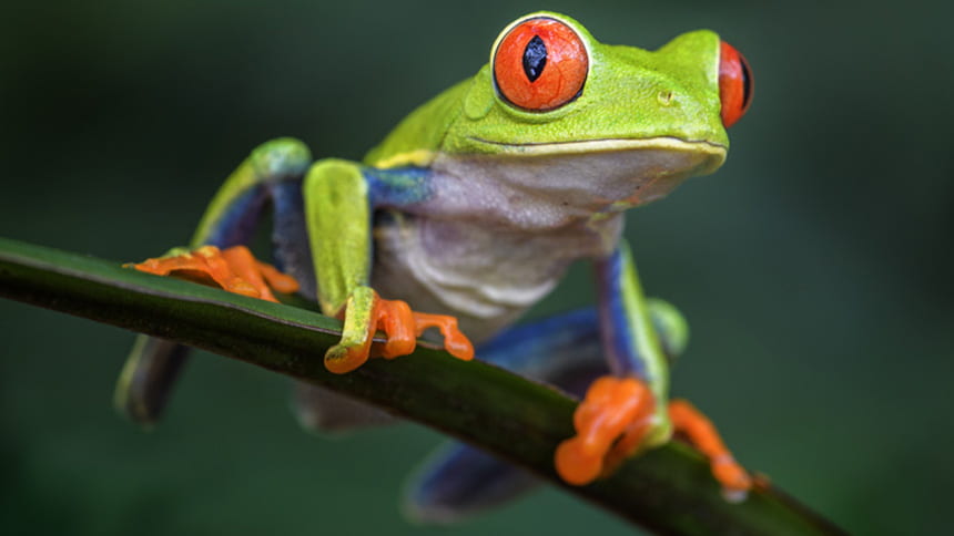 Red-Eyed Tree Frogs | Mr. M's K-1 Class