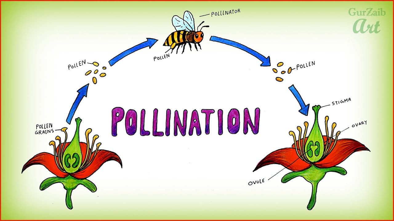 Pollination fertilization